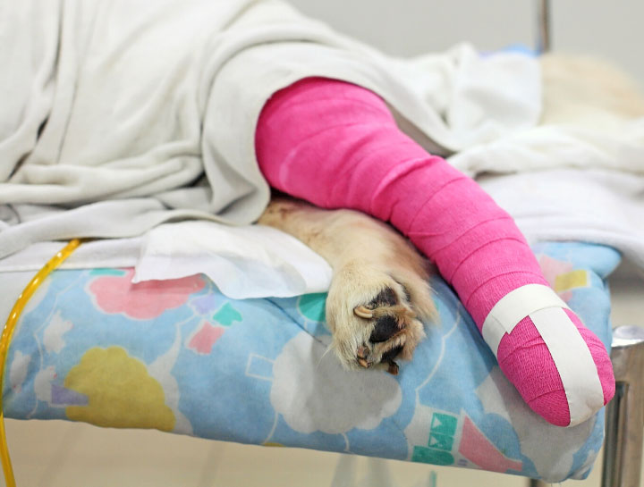 $city soft tissue vet surgery