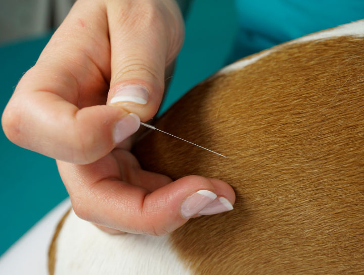 Acupuncture for Pets in Orange