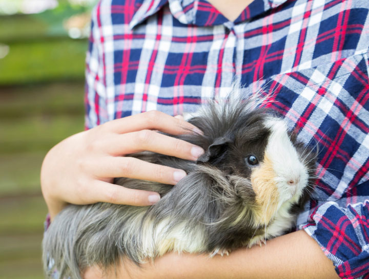 small animal veterinary clinic near me